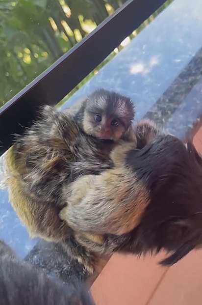 Alguns dos saguis carregavam filhotes.