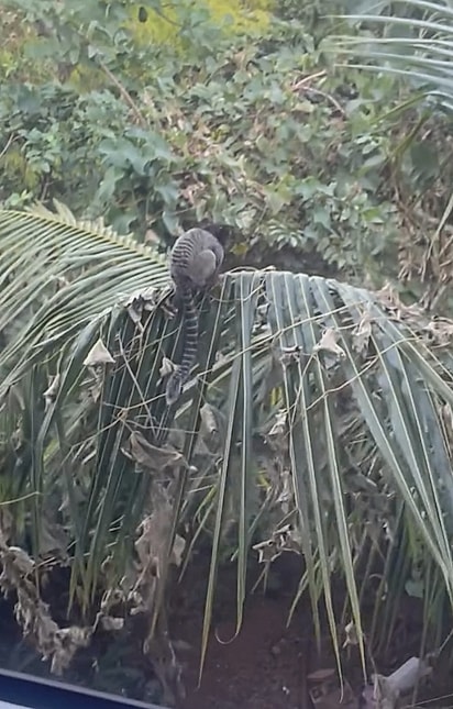 O macaquinho voltando para casa.