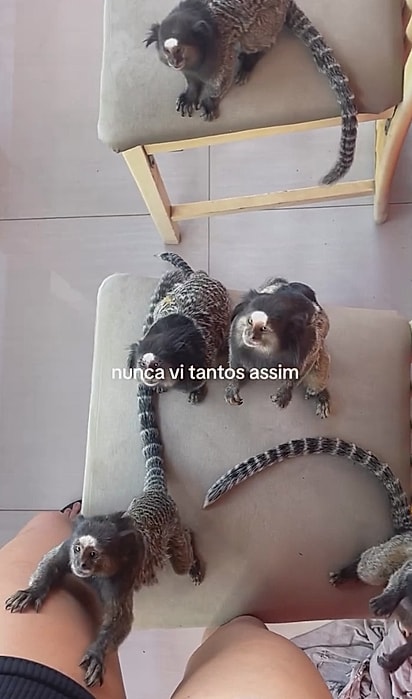 Saguis-de-tufos-pretos, também conhecidos como mico-estrela.