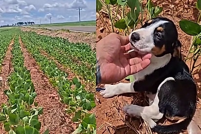 Major avista pequeno animal, pensa ser silvestre e, na dúvida, estaciona — então descobre o rostinho mais bonitinho precisando de ajuda.