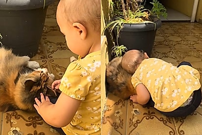 Menininha de dois anos vive momento de “amor à primeira vista” com a gatinha da bisavó e vídeo conquista a internet