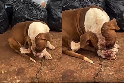 Jovem resgata pitbull debilitado na rua — e a transformação em dois dias surpreende.
