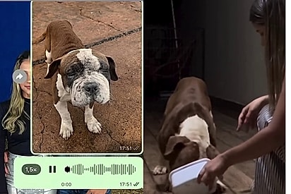 Jovem resgata pitbull debilitado na rua — e a transformação em dois dias surpreende.