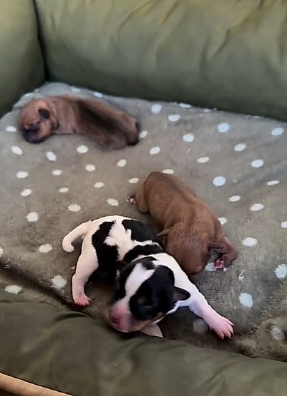 Os filhotes da Mavi.