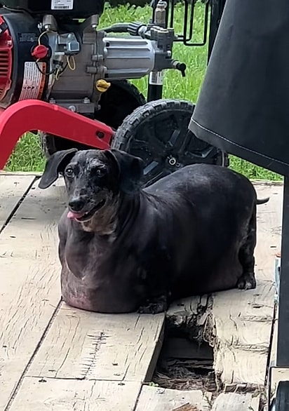 Frank logo quando foi resgatado. 