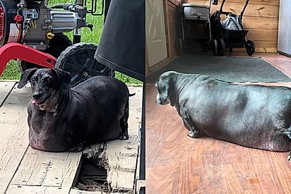 Cão dachshund com obesidade extrema é resgatado e transformação impressiona
