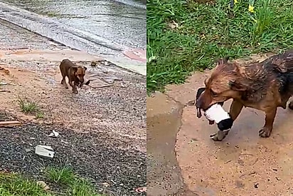 Cadela busca ajuda e coloca filhote em perigo nas mãos de quem seria sua chance de vida