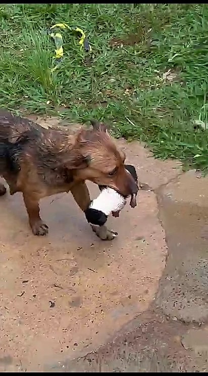 Pitiquinha confiou em Cristianne.