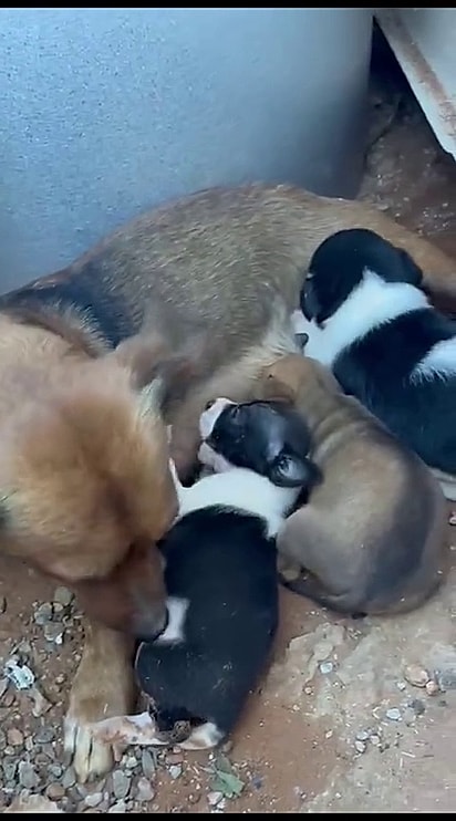 Cris cuidou da família canina até encontrar lares para três dos quatro filhotes.