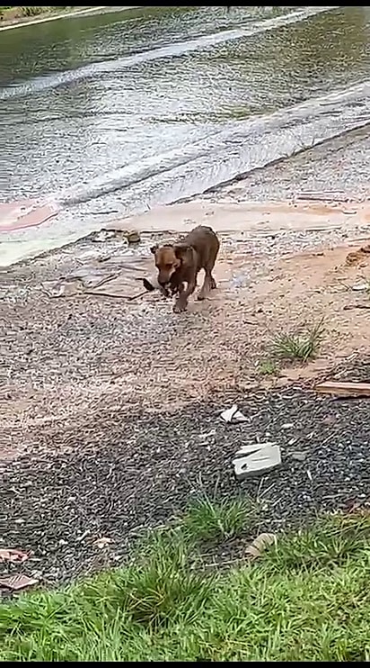 Ela carregou por um por de seus filhotes.