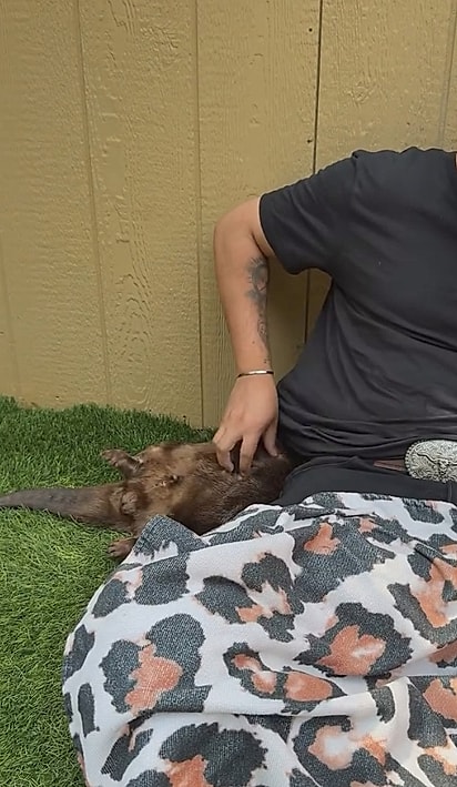 Uma das lontras pedindo carinho na barriga.