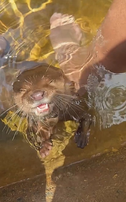 As lontras são, naturalmente, animais que gostam de brincar.