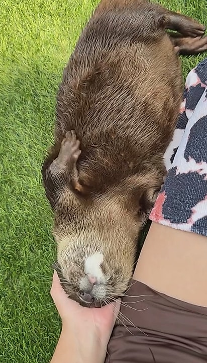 A lontra é o animal com o pelo mais denso do planeta.