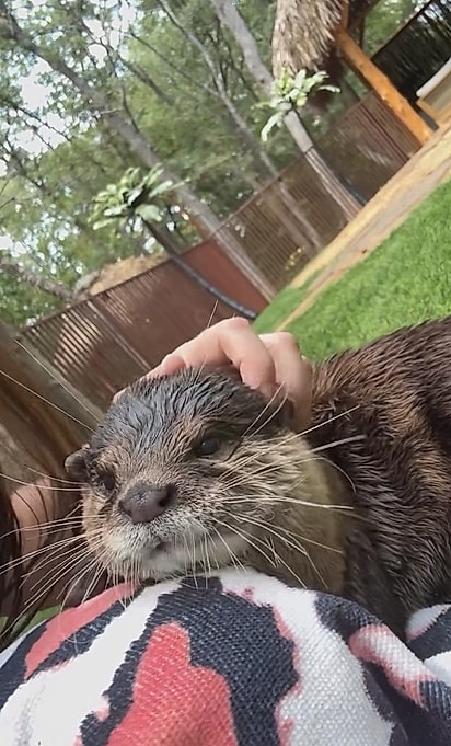 As lontras estão presentes em quase todos os continentes, com exceção da Austrália e da Antártida.