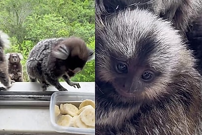 Mulher oferece café da manhã generoso a família de animais e é ‘retribuída’ com apresentação do novo filhote