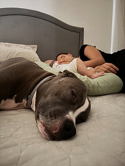 Olivia é uma cachorrinha muito carinhosa.