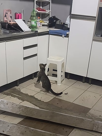 O gato estava apavorado.