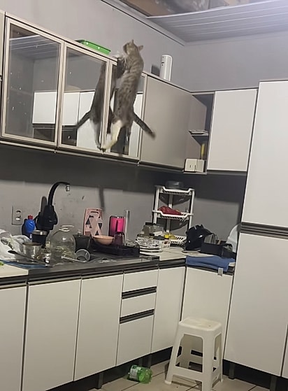 O gato tentava encontrar qualquer rota de fuga.
