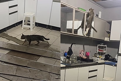 Moça conversa toda amorosa após gato desconhecido quase derrubar sua casa e vídeo viraliza
