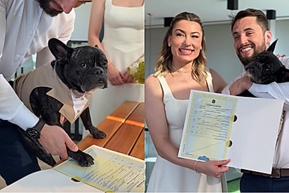 Vai ter casamento sim!: Bulldog francês dá uma de CÃOpido e une tutora ao vizinho.