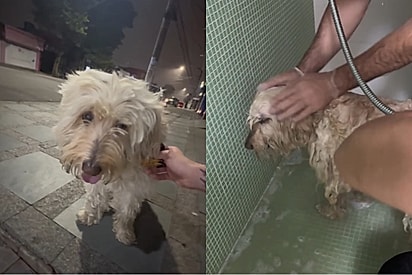 Homem resgata cachorro tímido e a mais doce transformação acontece.