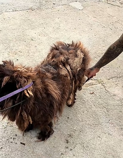 Zulu não tomava banho desde 2021.