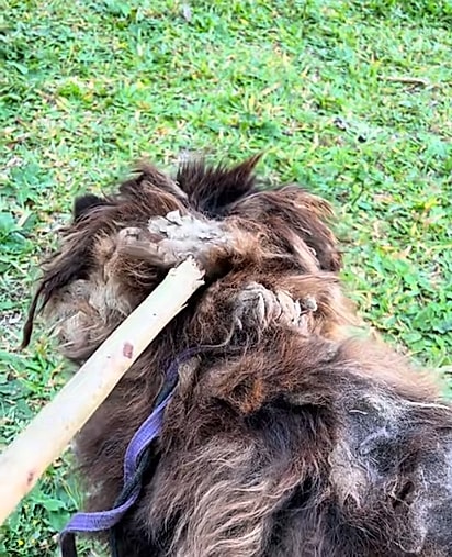Derick usou um pedaço de madeira para tocar no cão.