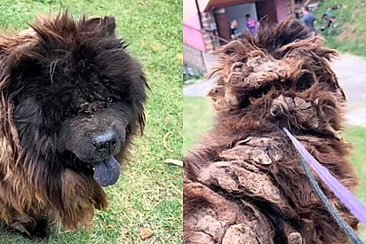 Adestrador abraça missão de treinar Chow Chow que não tomava banho há quatro anos