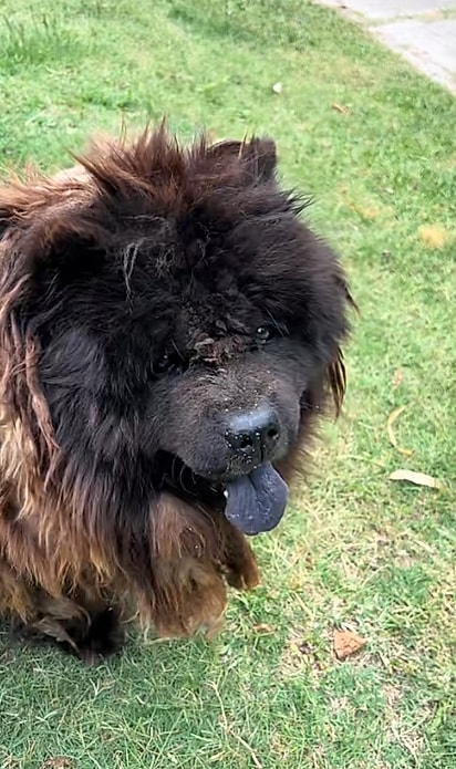 Zulu é um cão da raça Chow Chow.