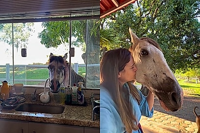 É assim que é morar no paraíso?: Mulher mostra vida cheio de carinho no meio dos animais e cenas de paz encantam