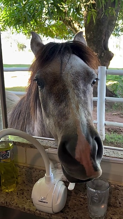 Ezequiel adora ir atrás de suas recompensas.