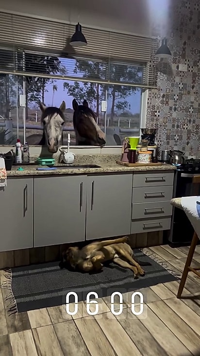 Os animais já amanhecem na cozinha.