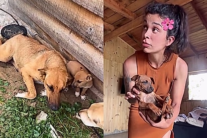 De um prato de comida a um ‘CÃOdomínio’: gaúcha constrói vila para abrigar cadela e nove filhotes surpresa
