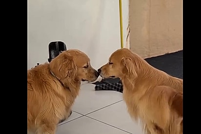 Tutor viaja mais de 450 km para que sua golden retriever tivesse a chance de rever sua mãe biológica e seus irmãos de ninhada.