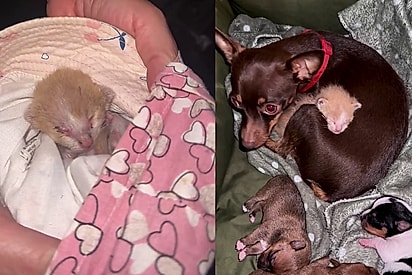 Mesmo com filhotes, cadela pinscher acolhe gatinho necessitado com todo o carinho e gesto emociona tutora