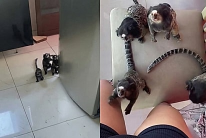 “Nunca vi tantos assim”: Saguis entram em casa de jovem para pedir banana