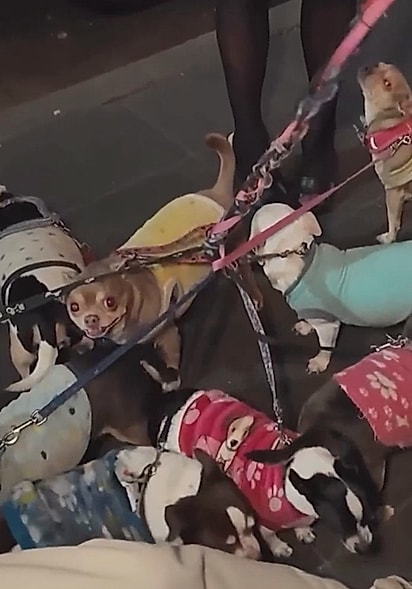 Cada um dos cachorros tinha uma história diferente.