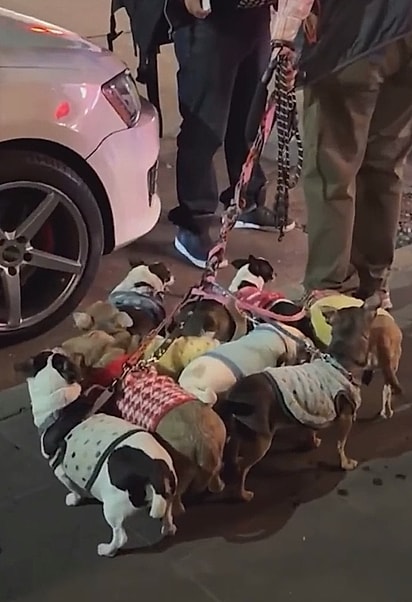 Trazer um pet para a rotina de um idoso pode ser benéfico das mais diversas formas.