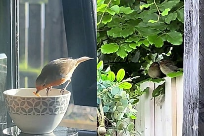 Branca de Neve da vida real: diariamente, mulher recebe visita de pisco-europeu que lhe confia seu bem mais precioso.