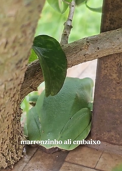 O sapinho estava camuflado entre as folhas e quase passou despercebido.