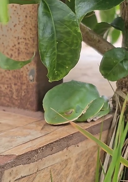 A princípio, a mãe acreditou que o sapinho fosse imaginação da filha.