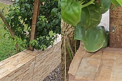 Mãe duvida da filha e quase cai para trás ao descobrir animal super camuflado no quintal.