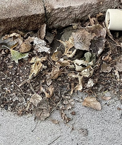 Kathy Yates registrou um sapinho perfeitamente camuflado entre as folhas.