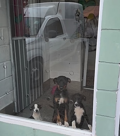 Uma clínica veterinária aceitou acolher os cães temporariamente.