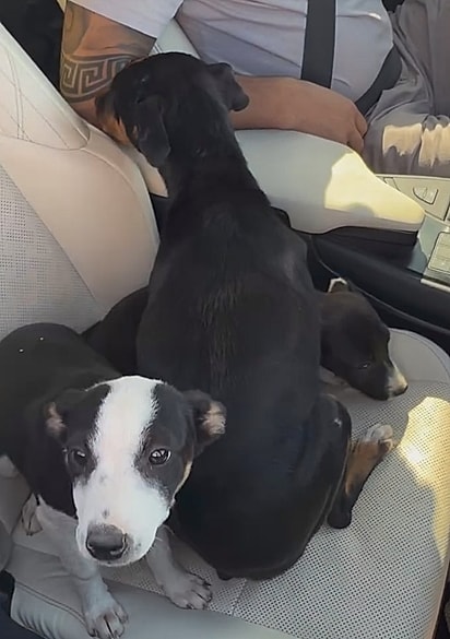 O casal resgatou os três cães.