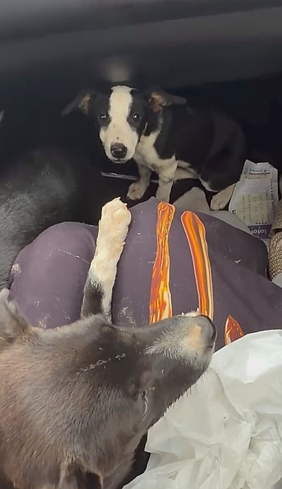 Os cães passaram mal no carro.