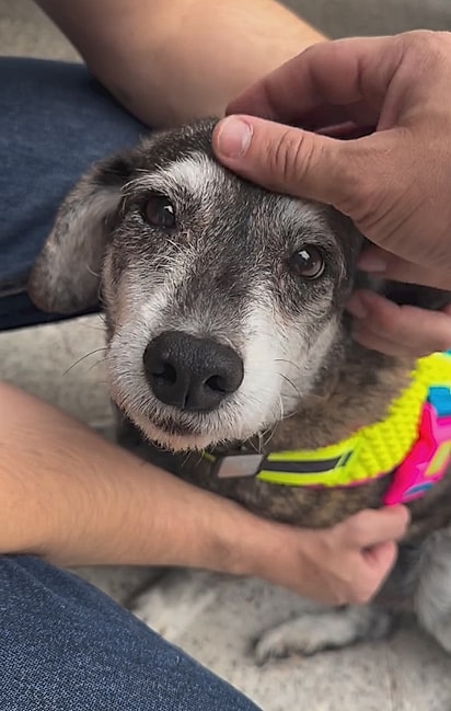 A cadelinha, provavelmente, já teve outros donos e foi abandonada.