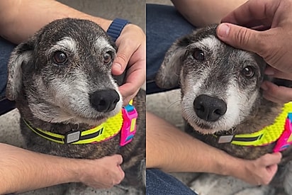 Após viver o abandono, cadela idosa é finalmente adotada e vídeo emociona