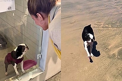 Após anos presa para reprodução, cachorra supera traumas e comove redes sociais ao conhecer o mar