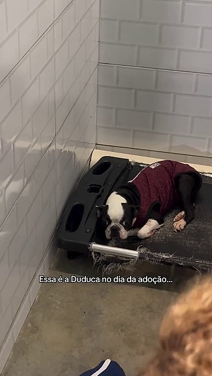 Duduca estava em uma canil há 3 anos.